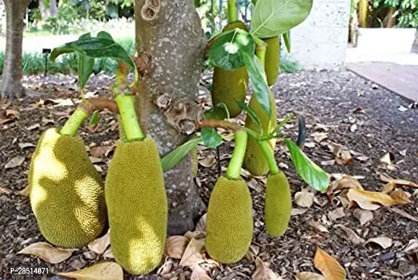 Natural Live Plant for Home Garden-thumb0