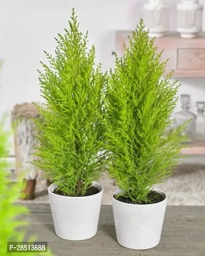 Natural Live Plant for Home Garden-thumb0