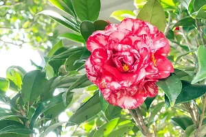 ZZ Plant  Camellia Flower Plant  05-thumb1