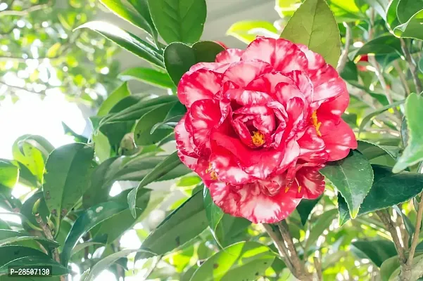 ZZ Plant  Camellia Flower Plant  05-thumb2