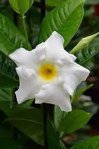 Mandevilla Plant  white Mandevilla-thumb2