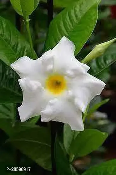 Mandevilla Plant  white Mandevilla-thumb3