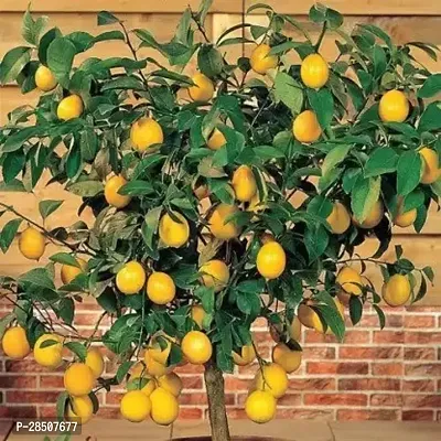 Lemon Plant  Lemon Plant heaven154-thumb0