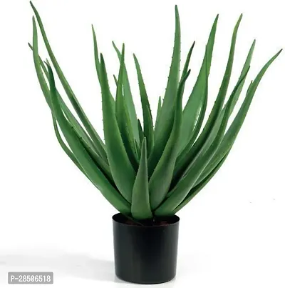 Aloe Vera Plant  Aloevera Plant s-thumb0