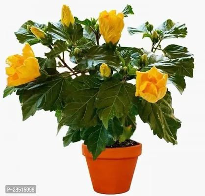 Natural Live Plant for Home Garden-thumb0