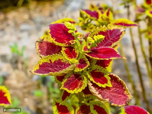 Earth Angels Coleus Plant Coleus-thumb3