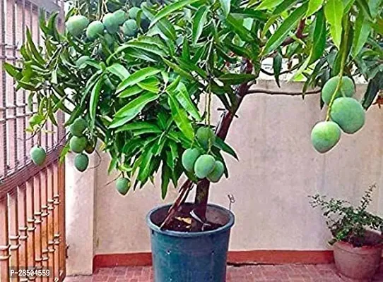 Mango Plant  Thai all time mango-thumb0