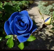 Rose Plant  Blue Rose Plant   3-thumb1