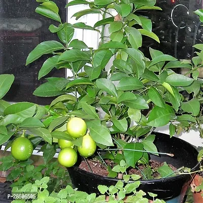 Lemon Plant  LemonNimbuNimboo Fruit Plant  With Pot-thumb0