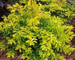 Earth Angels Duranta Plant Live Golden Duranta Plants-thumb1