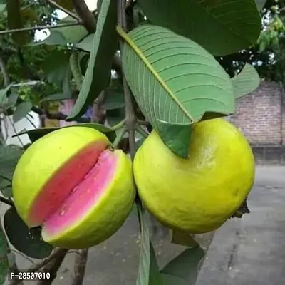 Guava Plant  red gouava Plant-thumb0