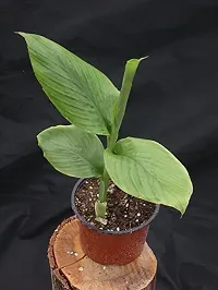 Turmeric Plant  Holud XOxygreenPlant 03-thumb2