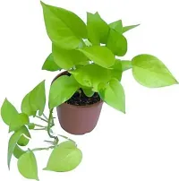 Natural Live Plant for Home Garden-thumb1