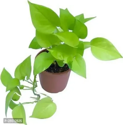 Natural Live Plant for Home Garden-thumb2