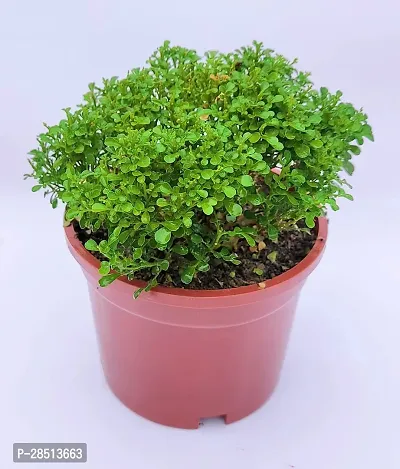 Natural Live Plant for Home Garden-thumb0