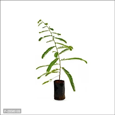 Amla Plant  Amloki Plant s-thumb0