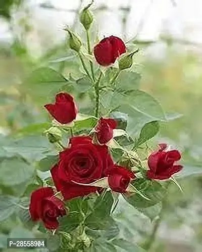 Earth Angels Rose Plant Red rose plant1-thumb0