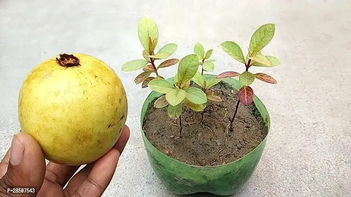 Guava Plant  Guava Plant heaven66