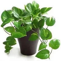 Money Plant  Money Plant  Decorative Indoor  Outdoor Live Plant-thumb1