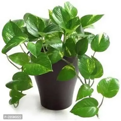 Money Plant  Money Plant  Decorative Indoor  Outdoor Live Plant-thumb2