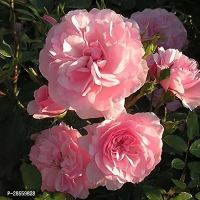 Earth Angels Rose Plant Saraswati Gardens Live Pink RoseGulab Flower Plant - Decorative Outdoor Flower Plant 1 Healthy Live Plant With Plastic Bag-thumb0