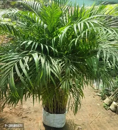 Areca Palm Areca Palm Plant  A 2-thumb0