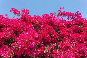 Bougainvillea Plant  Bougainvillea spectabilis READ-thumb1