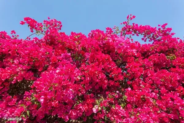 Bougainvillea Plant  Bougainvillea spectabilis READ-thumb2