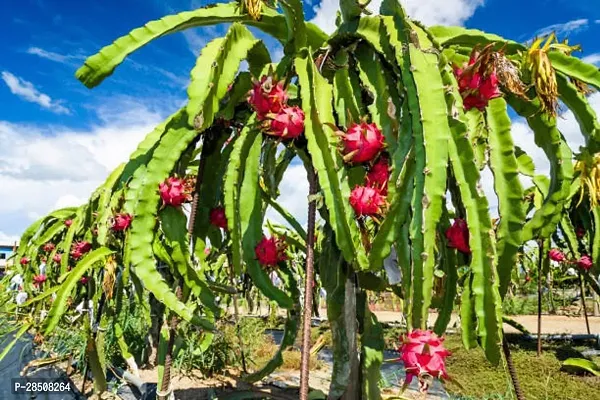 Dragon Tree Dragon XOxygreenPlant-thumb2