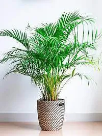 Areca Palm ArecaPalm XOxygreenPlant-thumb2