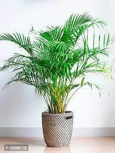 Areca Palm ArecaPalm XOxygreenPlant-thumb3