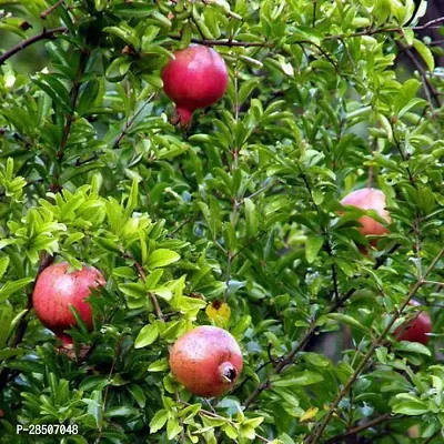 Pomegranate Plant  Ganesh Pomegranate  Anar Tasty Fruit Plant-thumb2