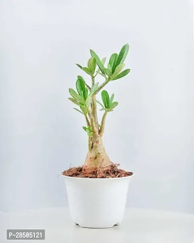 Adenium Plant  Adenium Plant  New 4-thumb2