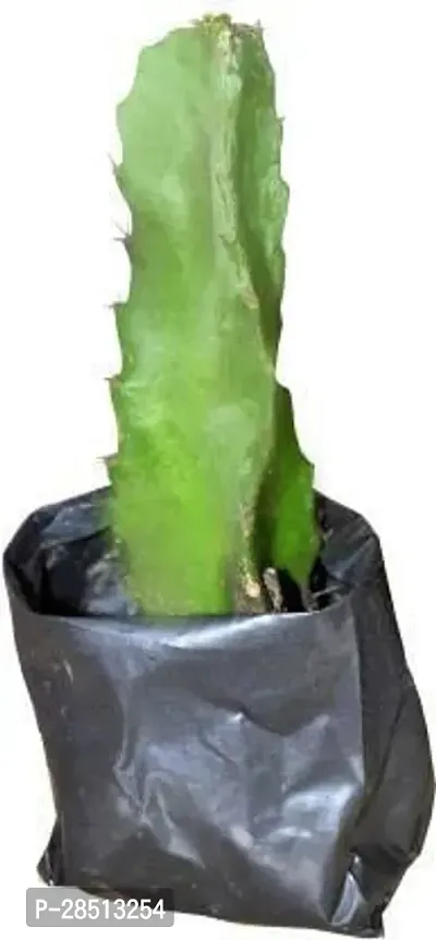 Natural Live Plant for Home Garden-thumb0