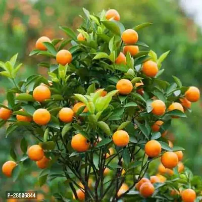 Apple Plant  Live Nagpuri Orange Plant  For Fruits-thumb0