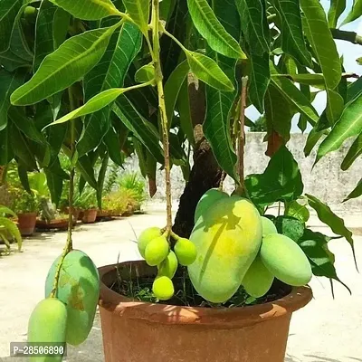 Mango Plant  Live Bonsai All Season Mango Plant