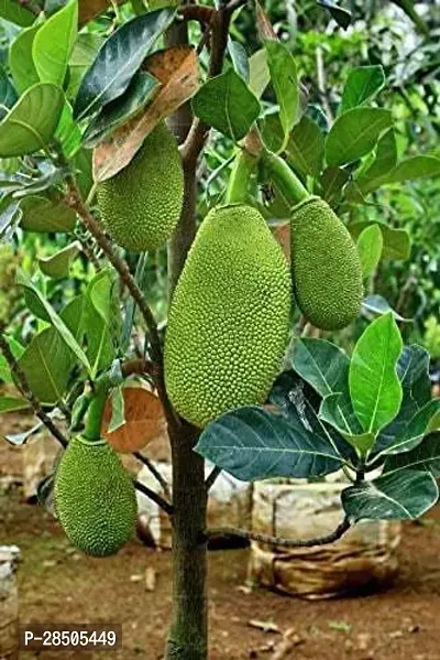 Jack Fruit Plant  Jack Fruit Kathal jackfruit garden fruit Plant  from Plant s valleys-thumb0