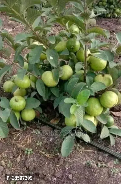 Guava Plant  GUIG01-thumb0