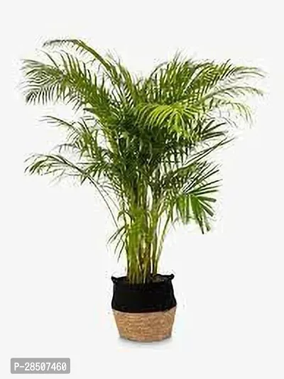 Areca Palm ak11