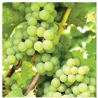 Earth Angels Grape Plant Badami Grape Plant For Outdoor Garden-thumb1