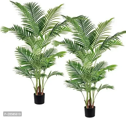 Areca Palm Areca Palm-thumb0