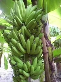 Banana Plant  Live Grand Nain Cavendish Banana Plant  All Climate-thumb1