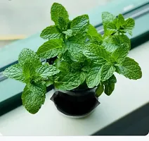 Earth Angels Mint Plant MINT PLANT TDZZ-thumb1