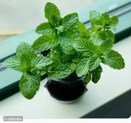 Earth Angels Mint Plant MINT PLANT TDZZ-thumb2