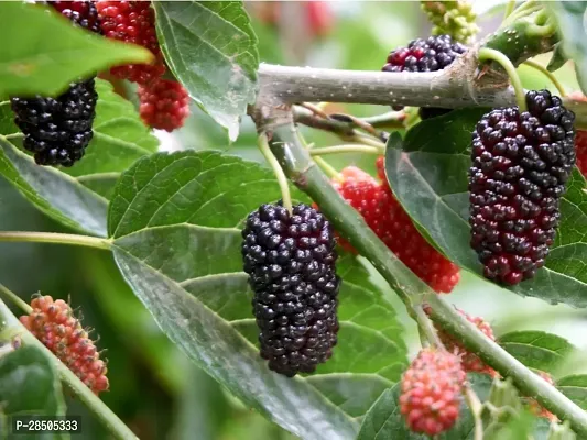 Berry Plant  White mulberry  Morus alba  04-thumb0