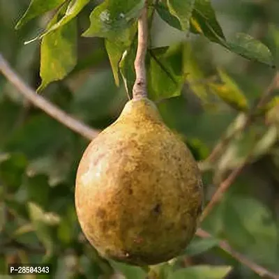 Apple Plant  Wood Apple  Bael  Plant  08-thumb0