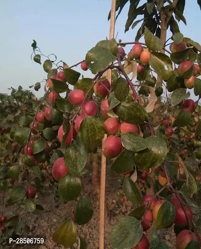 Ber Apple Plant  Sundari apple Ber Plant-thumb0