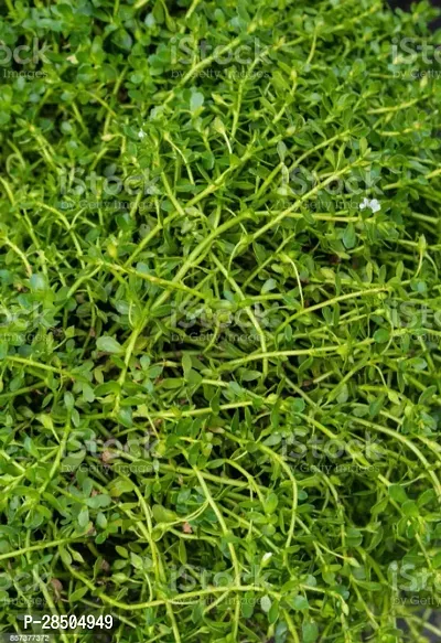 Bacopa Monnieri Bramhi Plant  B004-thumb0