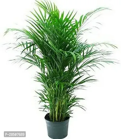Areca Palm Arica Plant heaven453-thumb0
