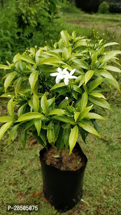 Night Bloom Jasmine Plant  Tagar flower Plant-thumb0